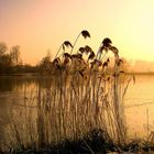 Abendlicht am See