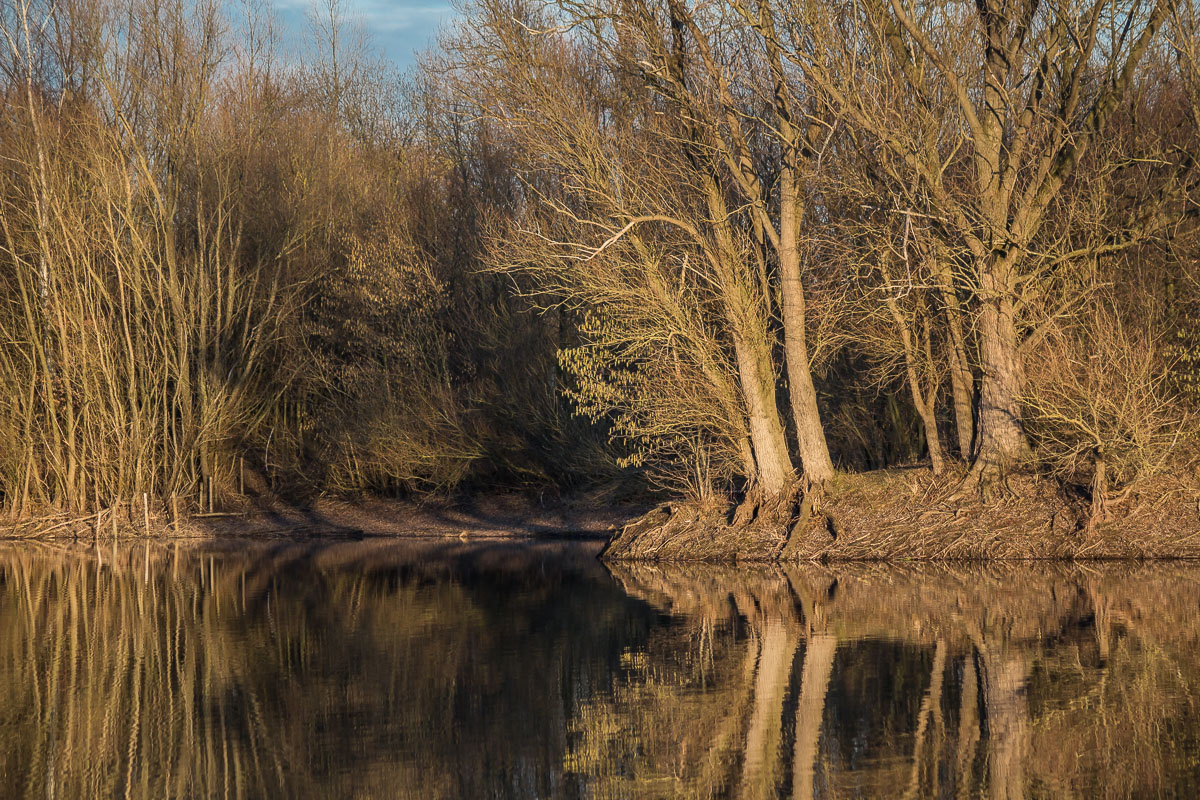 Abendlicht am Teich