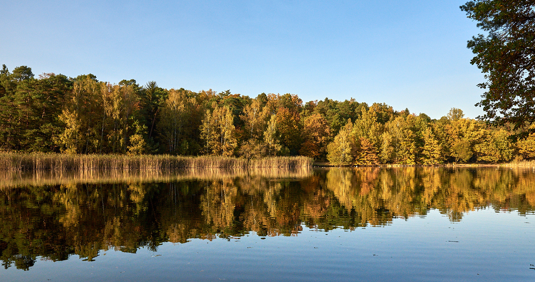 Abendlicht am Vogelwoog, der See liegt im Naturschutzgebiet in der nähe von Kaiserslautern.