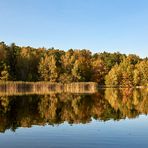 Abendlicht am Vogelwoog, der See liegt im Naturschutzgebiet in der nähe von Kaiserslautern.