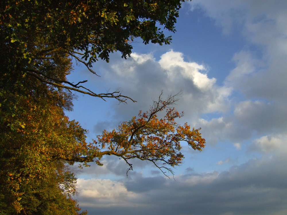 Abendlicht am Waldrand..