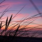 Abendlicht am Weststrand Darss