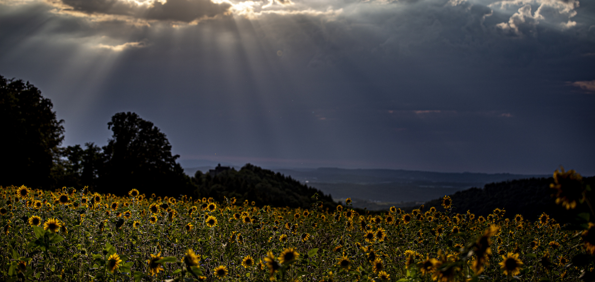 Abendlicht