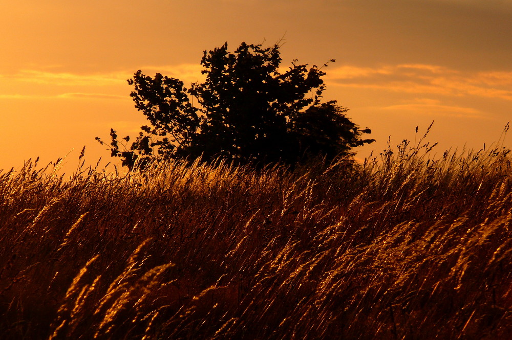 Abendlicht