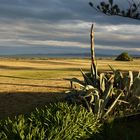 Abendlicht bei Napier