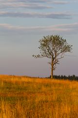 Abendlicht