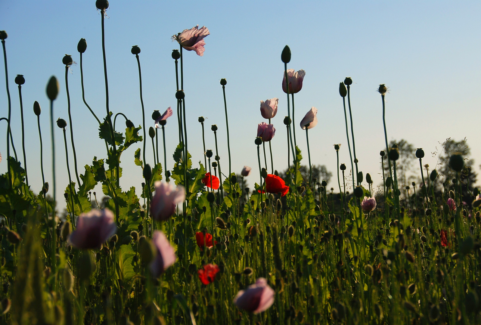 Abendlicht