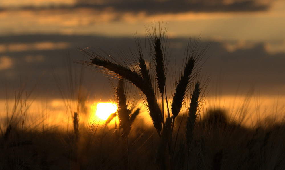 Abendlicht