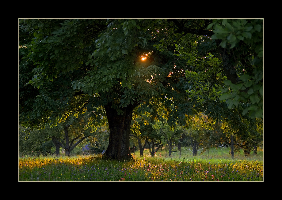 Abendlicht