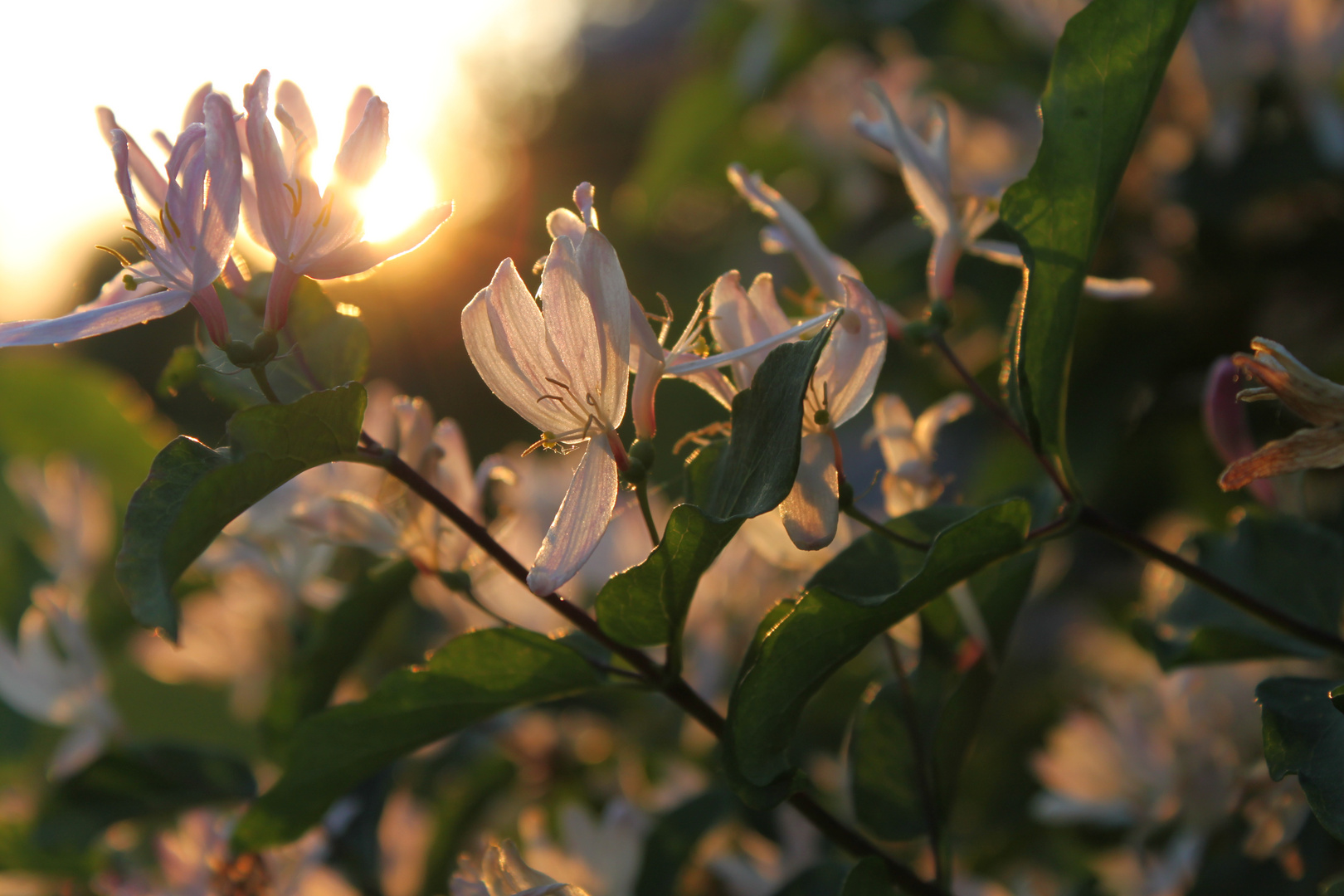 Abendlicht 