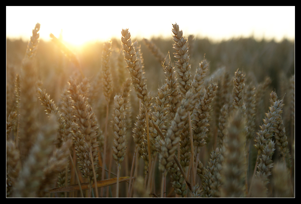 Abendlicht