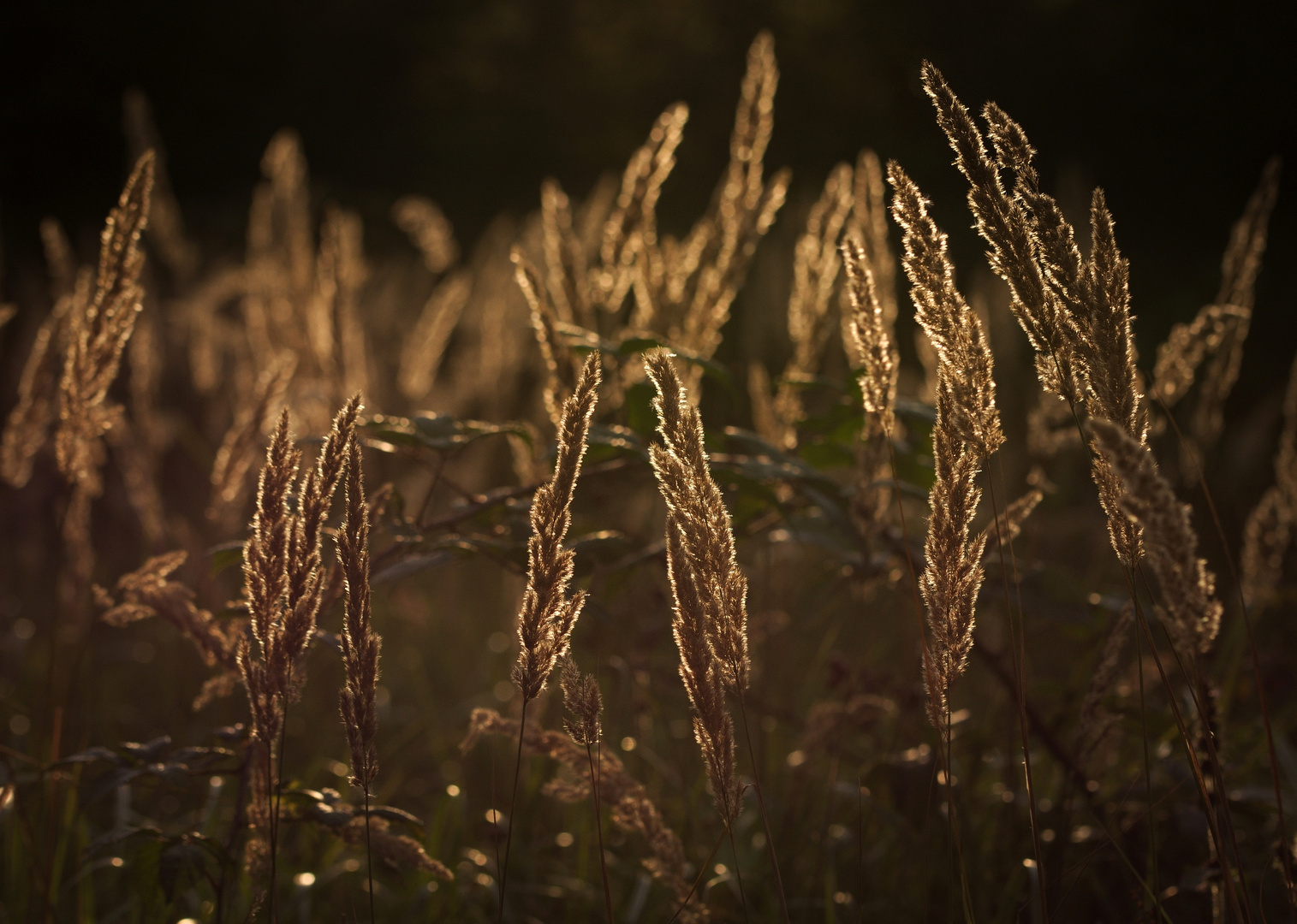 Abendlicht