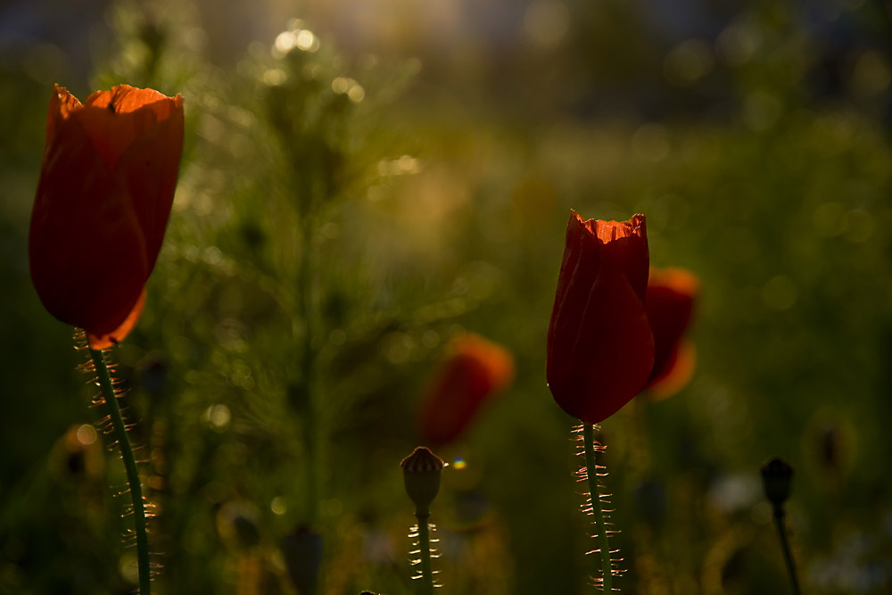 Abendlicht