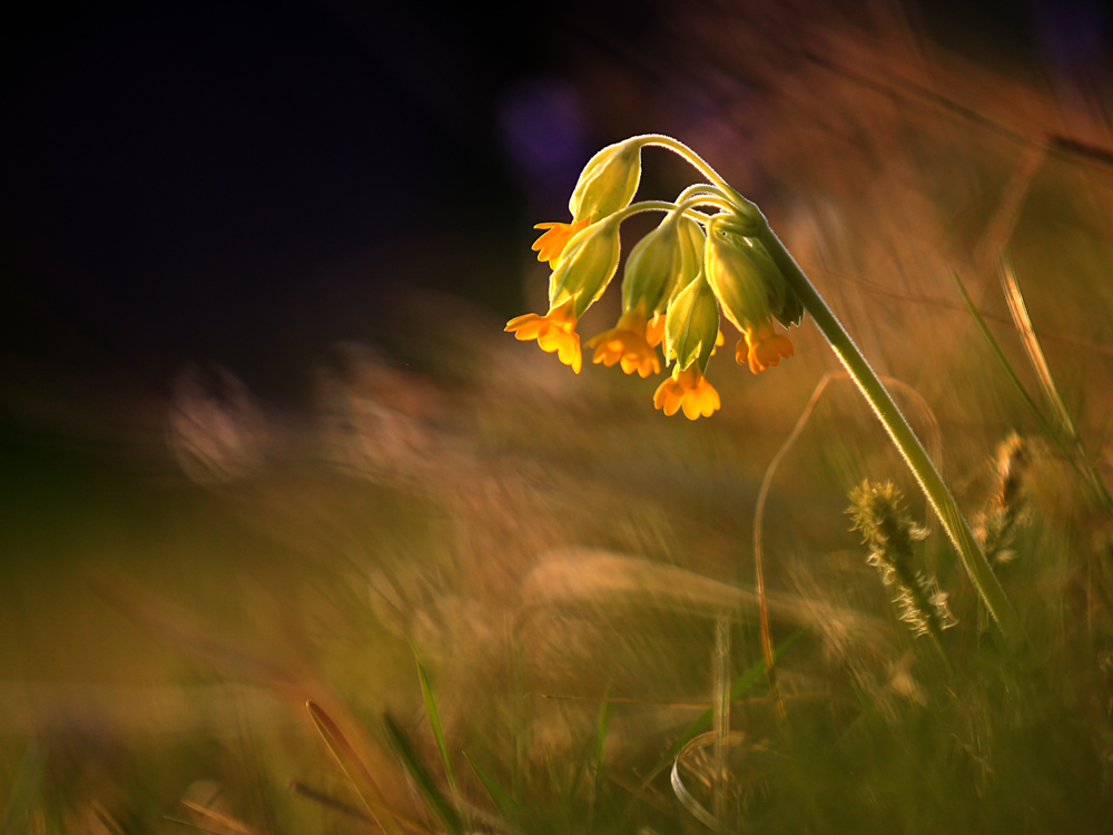 Abend.Licht