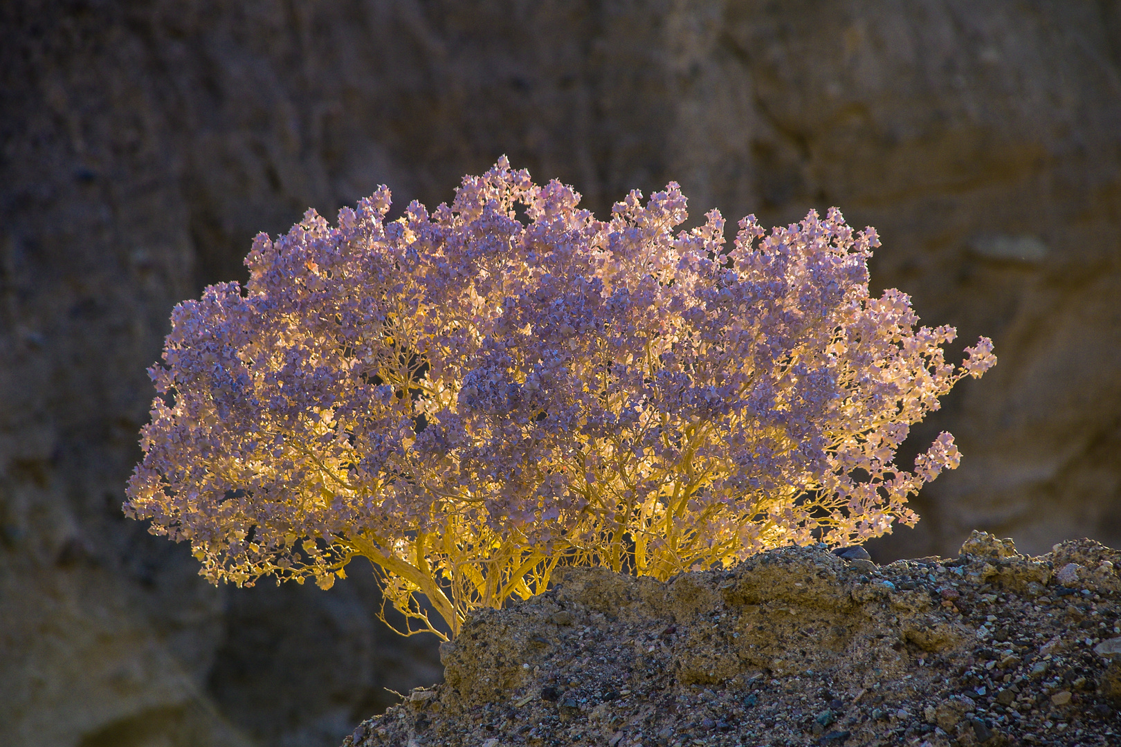 Abendlicht im Death Valley