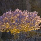 Abendlicht im Death Valley