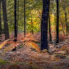 Abendlicht im Farnwald