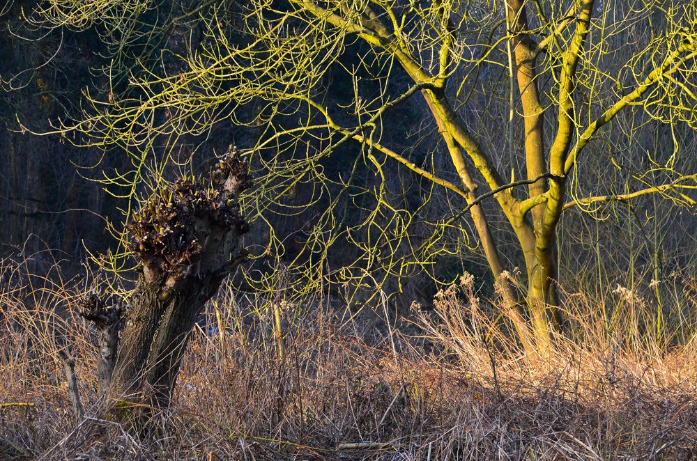 Abendlicht im Februar