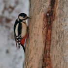 Abendlicht im finnischen Wald