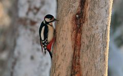 Abendlicht im finnischen Wald