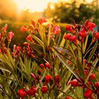 Abendlicht im Garten