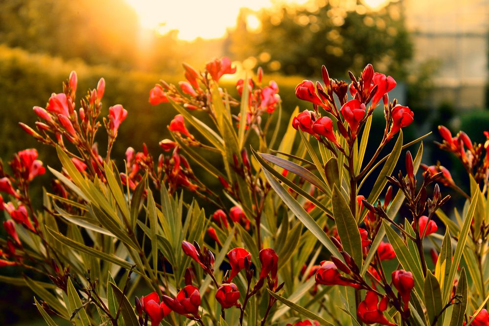 Abendlicht im Garten