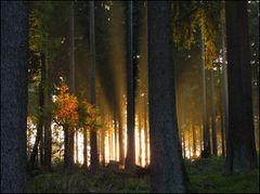 Abendlicht im Harzwald