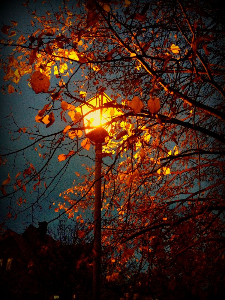 Abendlicht im Herbst