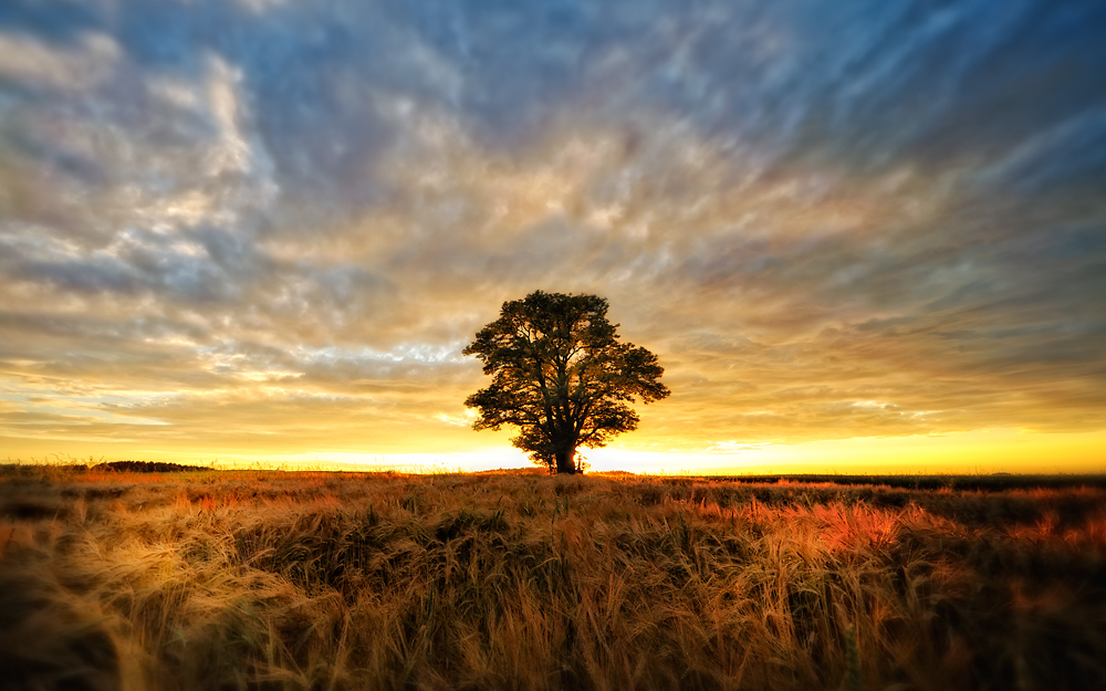 Abendlicht im Kornfeld