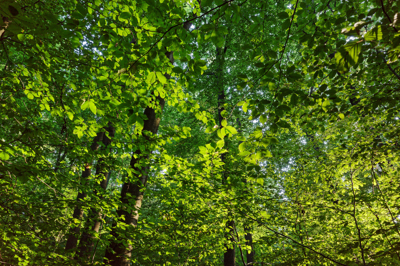 Abendlicht im Laubwald (2)