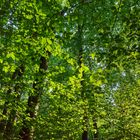 Abendlicht im Laubwald (2)