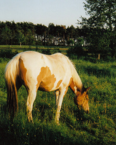 Abendlicht im Mai