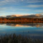 Abendlicht im Moor