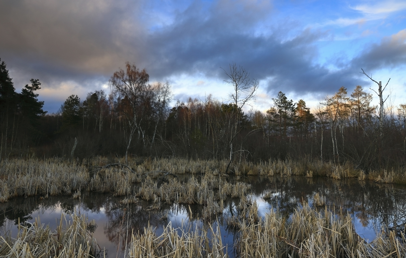 Abendlicht im Moorwald