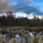 Abendlicht im Moorwald