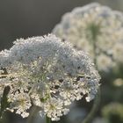 Abendlicht im Nachbargarten.