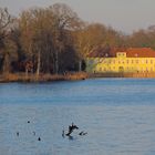 Abendlicht, im Neuen Garten - Potsdam