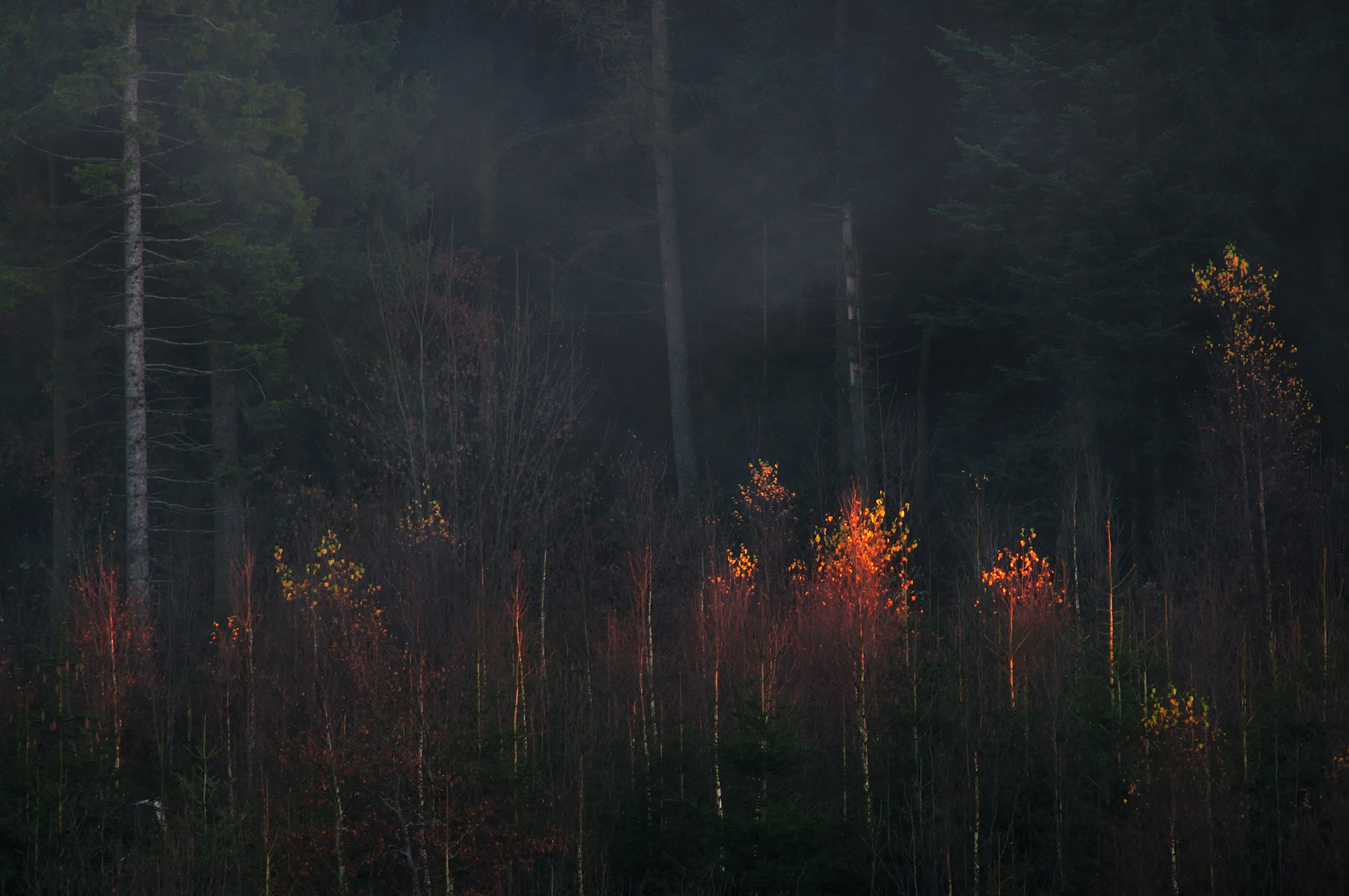 Abendlicht im November