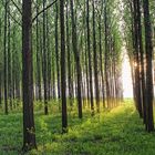 Abendlicht im Pappelwald