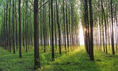 Abendlicht im Pappelwald