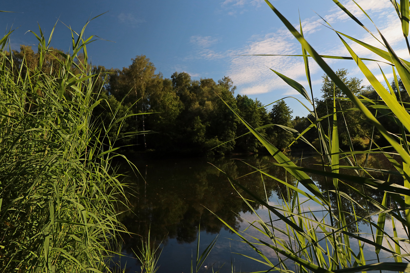 Abendlicht im Schilf