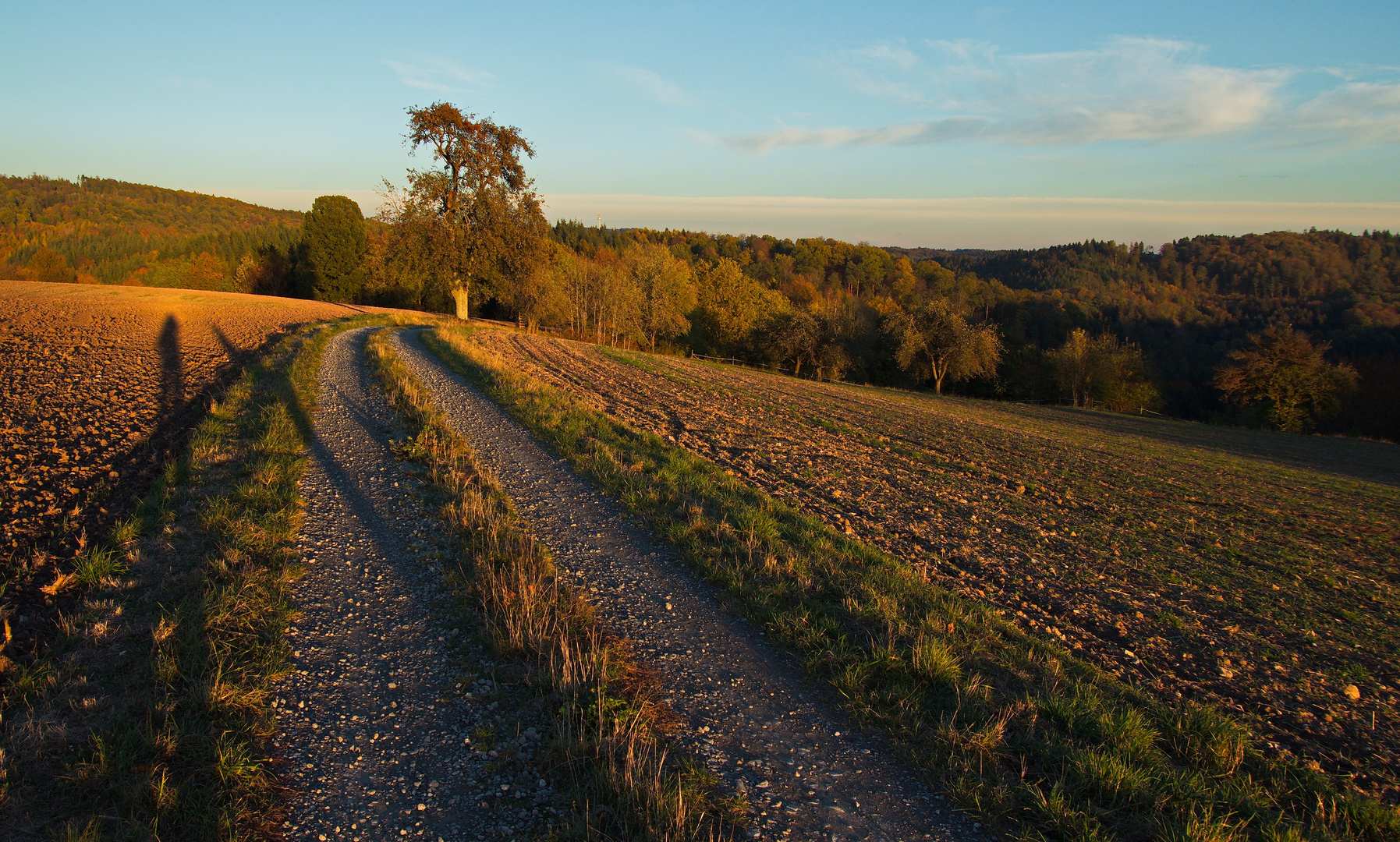 Abendlicht im Schwäbischen Wald