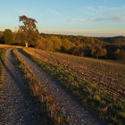 Abendlicht im Schwäbischen Wald