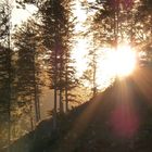 Abendlicht im Schwarzwald