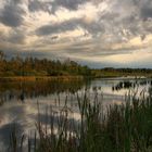 Abendlicht im Schwenninger Moos