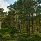 Abendlicht im Wald