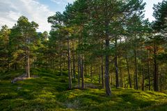 Abendlicht im Wald