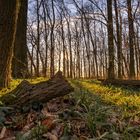 Abendlicht im Wald