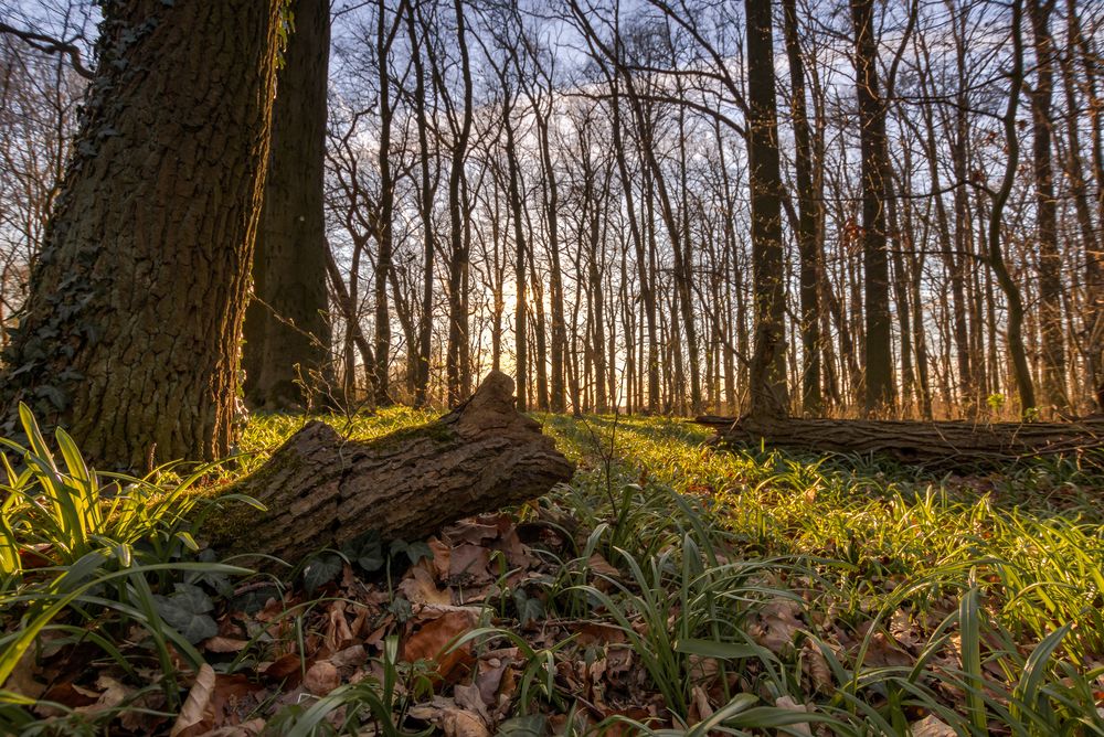 Abendlicht im Wald