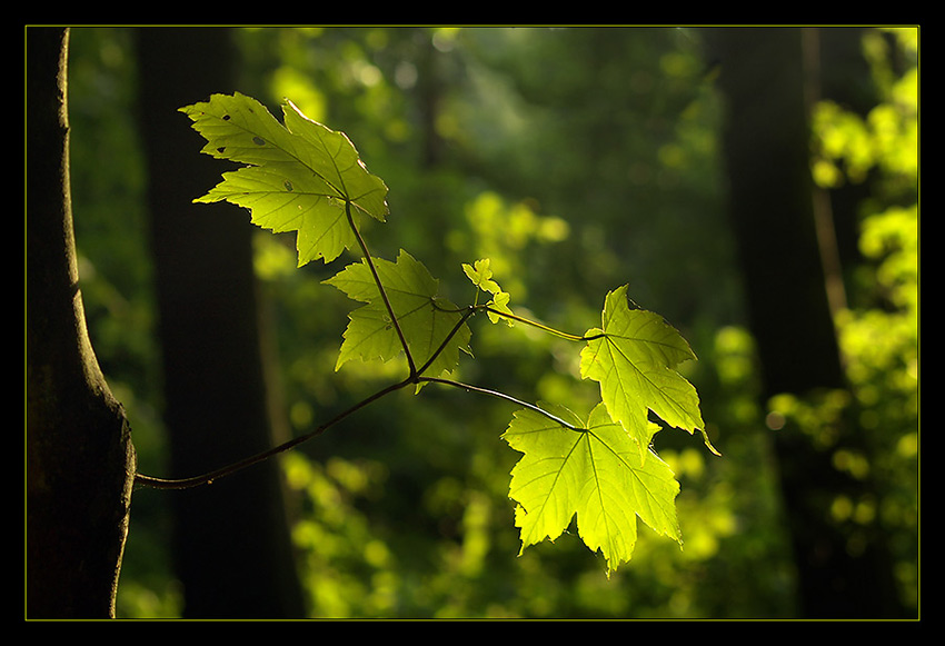 Abendlicht im Wald